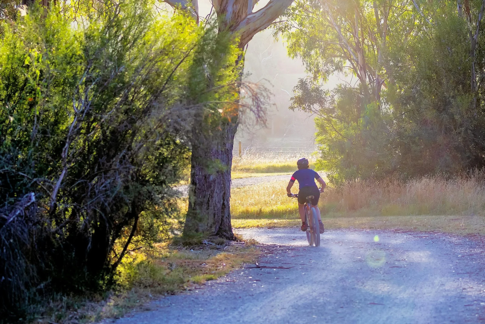 boy riding bicycle near tree